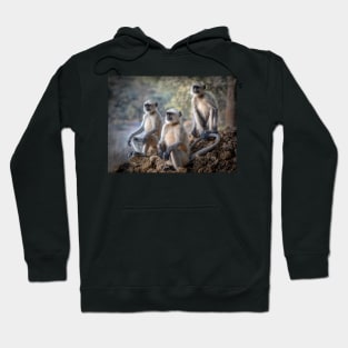 Three Gray Langur monkeys sitting Hoodie